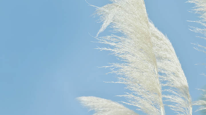 ToDesk下载+直接从官网下载+极速体验流畅远程控制 二