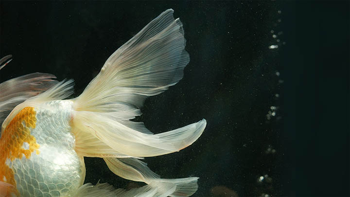 ToDesk下载免费使用指南+详细教程 二