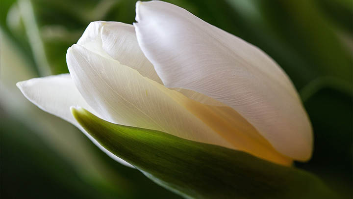 ToDesk下载：收费详情与免费技巧解析 二