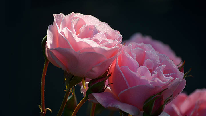 ToDesk下载官方指南:下载失败/速度慢/不兼容解决攻略 二