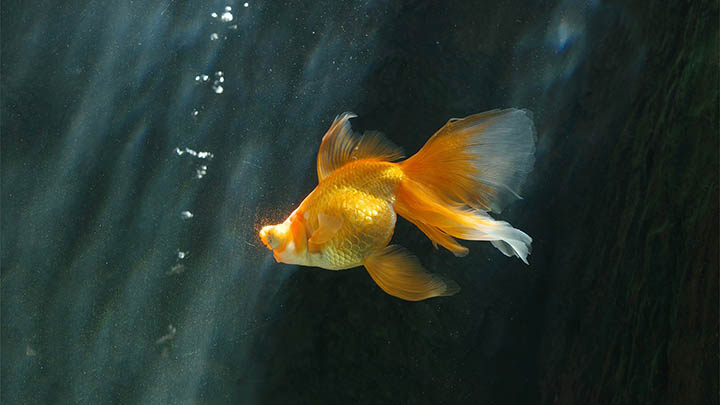 手机如何下载ToDesk？三步搞定免翻墙连接技巧揭秘！ 二