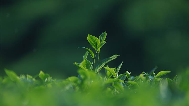 ToDesk下载官方指南：官网快速操作3诀窍 二