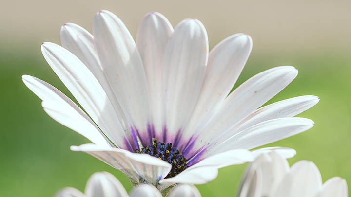 星卡ToDesk下载指南+官方平台地址 二