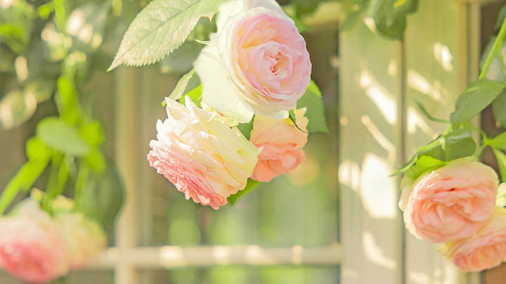 33位ToDesk下载：官网安全安装教程 二