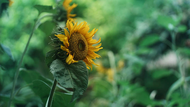 ToDesk下载方式：官方资源与便捷通道详解 二