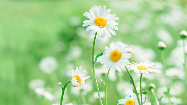 ToDesk下载是什么：揭示2个秘诀 二