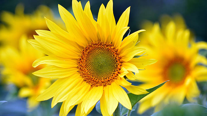 ToDesk下载：安装教程快速解读 二