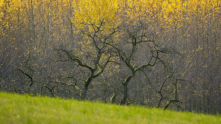 ToDesk下载苹果版闪退/无法安装/权限问题全解析 二