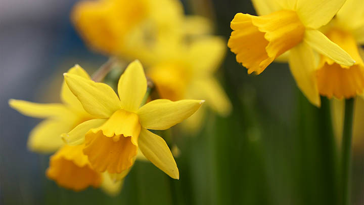 ToDesk管理版下载全攻略：如何轻松获取和安装？ 二