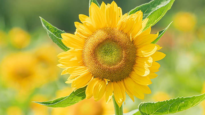 怎么正版ToDesk下载？官网安全渠道获取教程 二