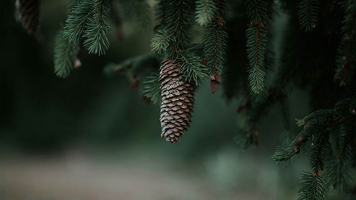 ToDesk下载后文件在哪？找文件路径要点详解 二